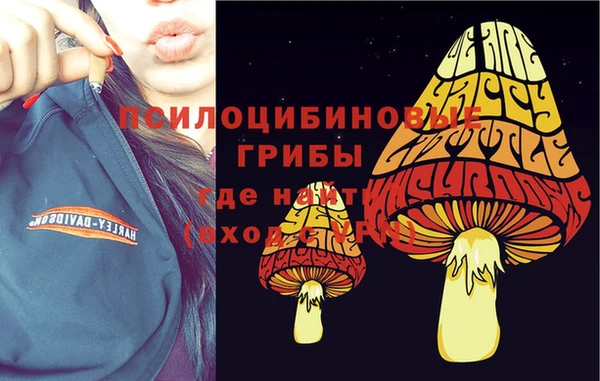 индика Каменногорск